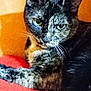 cat, tortoiseshell, pet, animal, feline, whiskers, ears, fur, eyes, claws, resting, indoor, blanket, orange_background, closeup, portrait, cute, domestic_animal, mammal, relaxed