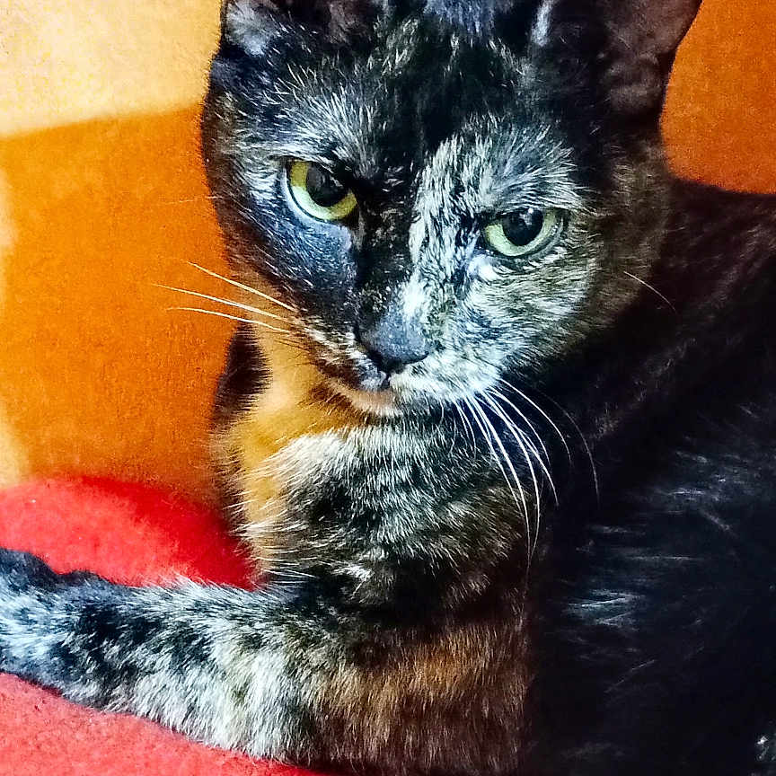 Sukky participe au concours pour gagner de l'argent avec cette photo : animal, blanket, cat, claws, closeup, cute, domestic_animal, ears, eyes, feline, fur, indoor, mammal, orange_background, pet, portrait, relaxed, resting, tortoiseshell, whiskers