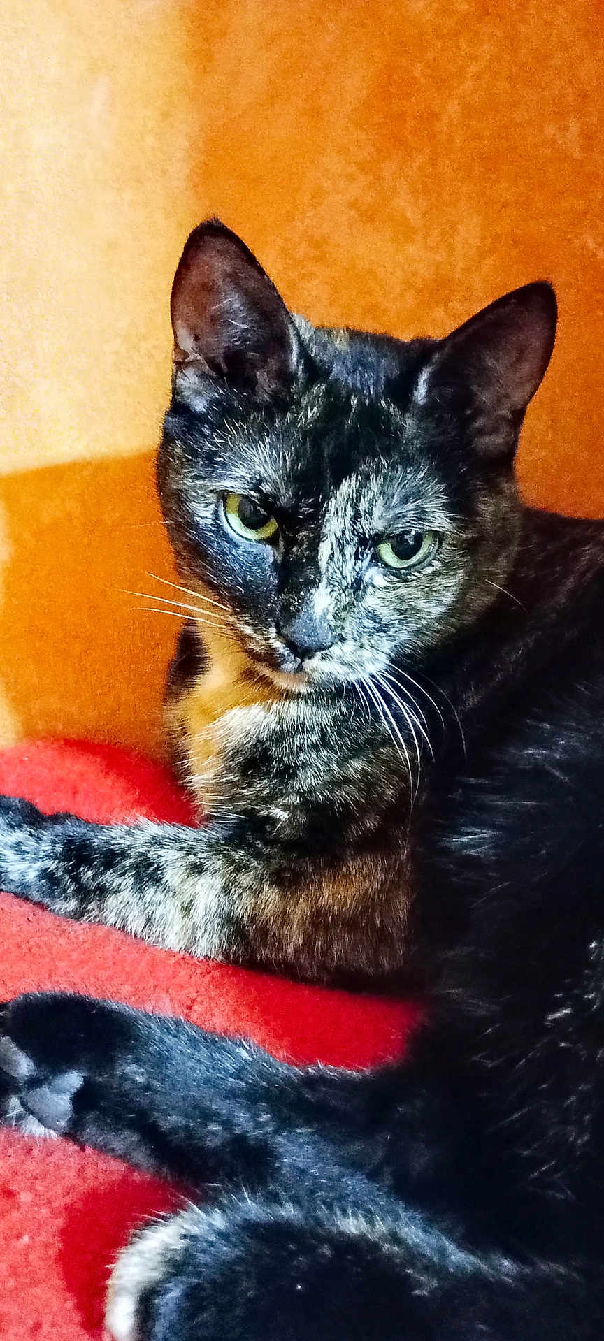 Sukky participe au concours pour gagner de l'argent avec cette photo : cat, tortoiseshell, pet, animal, feline, whiskers, ears, fur, eyes, claws, resting, indoor, blanket, orange_background, closeup, portrait, cute, domestic_animal, mammal, relaxed