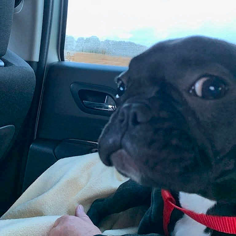 Oly a rejoint le concours — aidez-le/la à gagner de superbes lots ! animal, black_dog, blanket, car_interior, close_up, comfort, companion, curious, dog, furniture, hand, human, indoor, pet, red_harness, resting, seat, transportation, travel, window