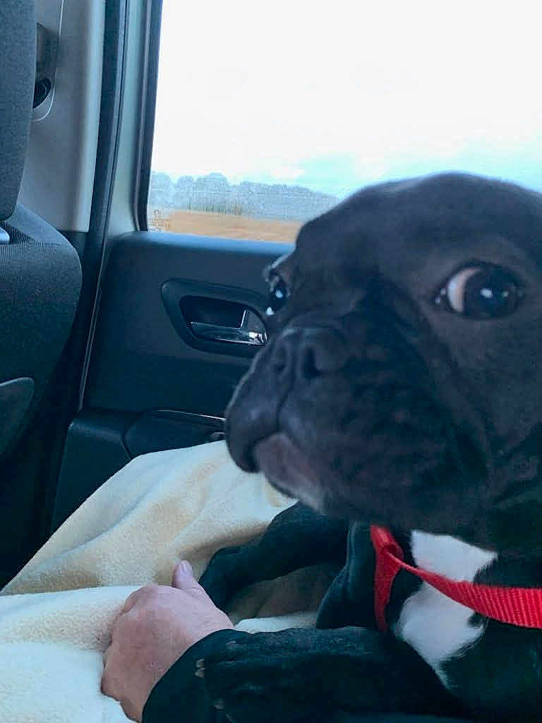 Oly a rejoint le concours — aidez-le/la à gagner de superbes lots ! dog, black_dog, red_harness, blanket, car_interior, window, hand, pet, close_up, seat, curious, indoor, resting, animal, companion, transportation, human, furniture, comfort, travel
