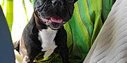 Oly participe au concours pour gagner de l'argent avec cette photo : animal, black_and_white, blanket, car_seat, comfort, cute, dog, ears, french_bulldog, fur, green_blanket, happy, indoor, pet, portrait, sitting, smiling, sunlight, tongue_out, white_throw
