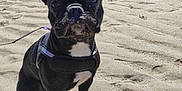 Oly participe au concours pour gagner de l'argent avec cette photo : dog, french_bulldog, black_dog, sand, beach, outdoor, pet, animal, sitting, sunlight, shadow, leash, ears, cute, portrait, daytime, water, sky, white_patch, nature