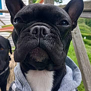 Oly participe au concours pour gagner de l'argent avec cette photo : dog, french_bulldog, black_dog, hoodie, clothing, close_up, outdoor, pet, animal, canine, portrait, wooden_fence, grass, companion, sitting, face, ears, nose, fur, background