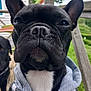 dog, french_bulldog, black_dog, hoodie, clothing, close_up, outdoor, pet, animal, canine, portrait, wooden_fence, grass, companion, sitting, face, ears, nose, fur, background