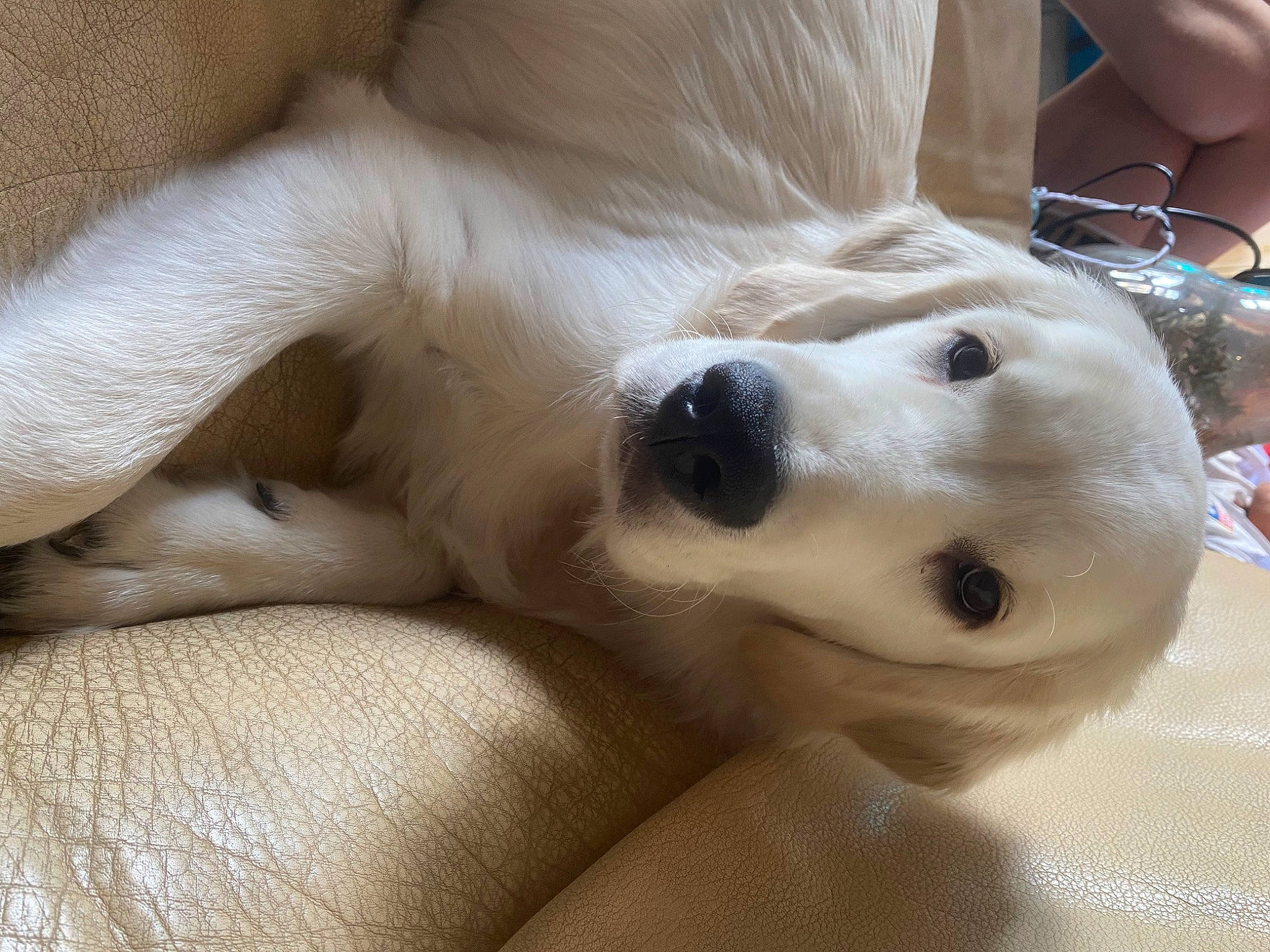 Titus a rejoint le concours — aidez-le/la à gagner de superbes lots ! aircraft, carnivore, comfort, companion_dog, dog, dog_breed, fawn, foot, fur, human_leg, paw, snout, sporting_group, terrestrial_animal, whiskers, working_animal