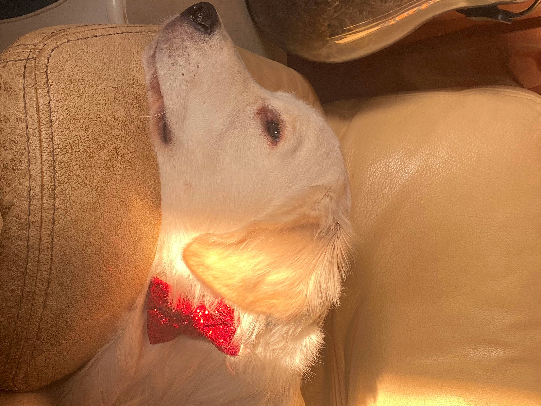 Titus a rejoint le concours — aidez-le/la à gagner de superbes lots ! abdomen, chest, close_up, comfort, companion_dog, dog_breed, ear, eyelash, fawn, felidae, fur, jaw, muroidea, nose, rodent, snout, stuffed_toy, teddy_bear, trunk, whiskers