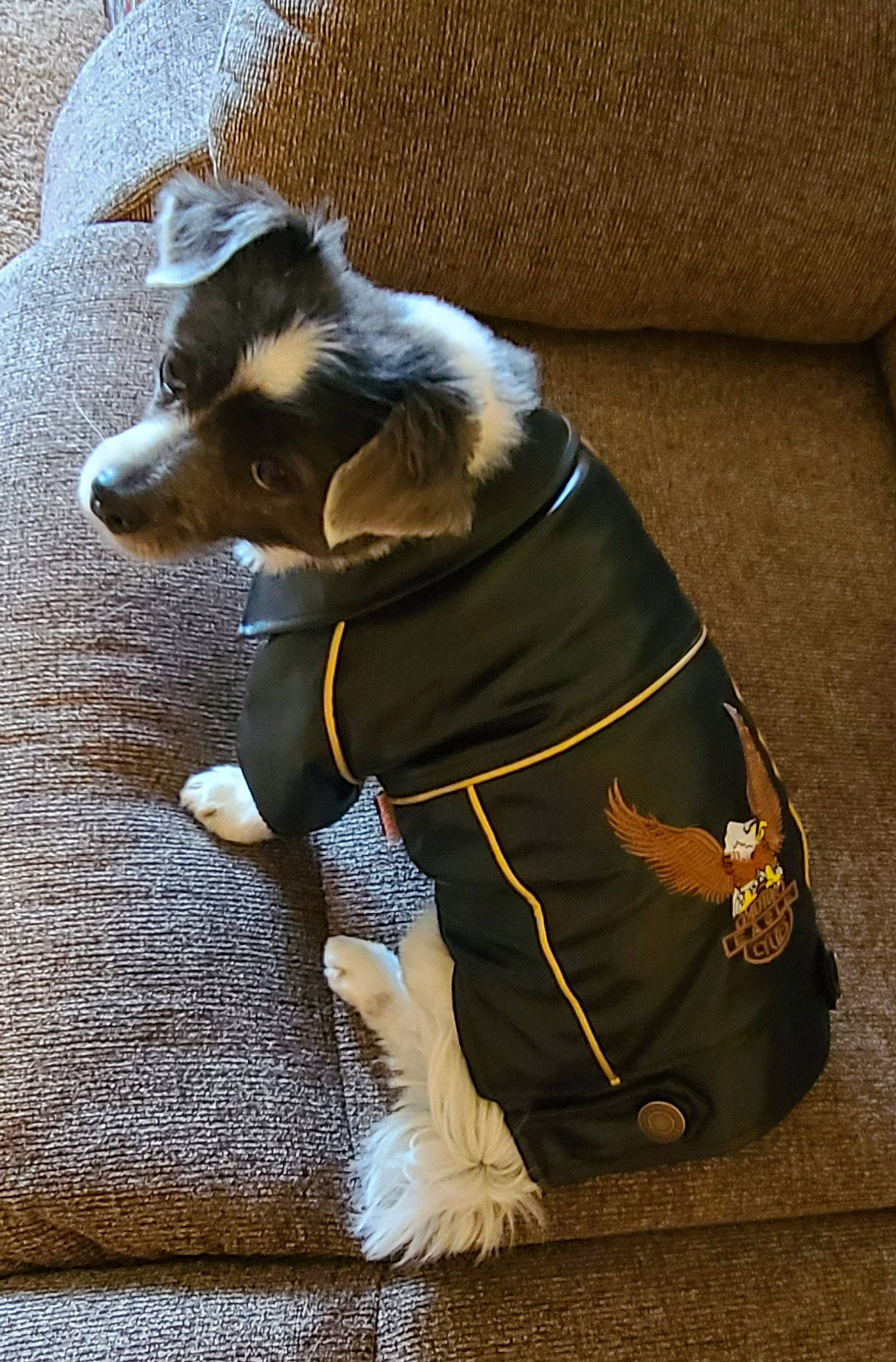 Checkers joined the competition — help win amazing prizes! carnivore, collar, companion_dog, dog, dog_breed, dog_clothes, dog_collar, dog_supply, fawn, felidae, fur, leash, pet_supply, pinscher, small_to_medium_sized_cats, snout, tail, toy_dog, whiskers, working_animal