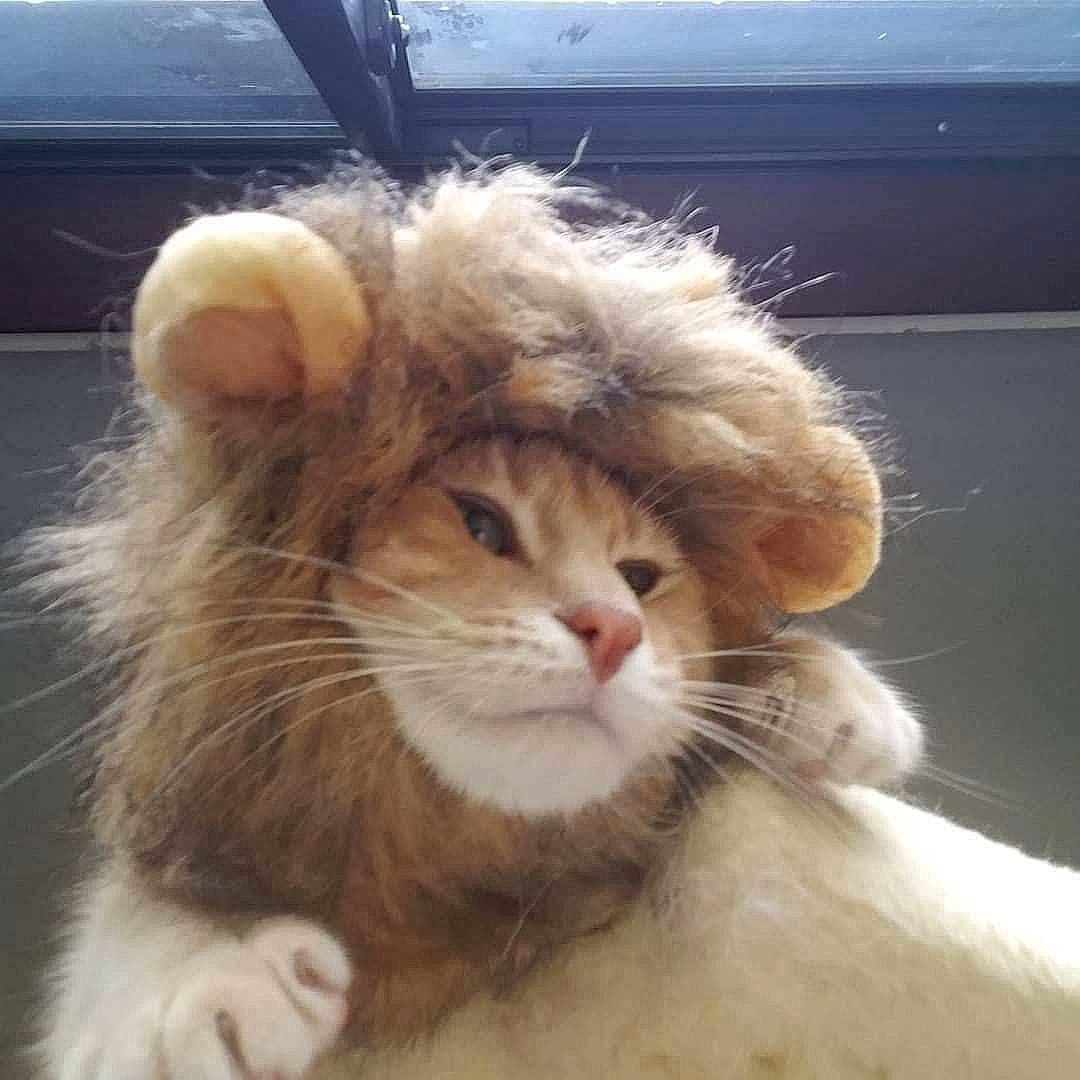 Malley is registered to the contest to win money with this photo: animal_product, carnivore, cat, claw, companion_dog, devon_rex, ear, fawn, felidae, fur, fur_clothing, paw, small_to_medium_sized_cats, snout, tail, terrestrial_animal, whiskers, window