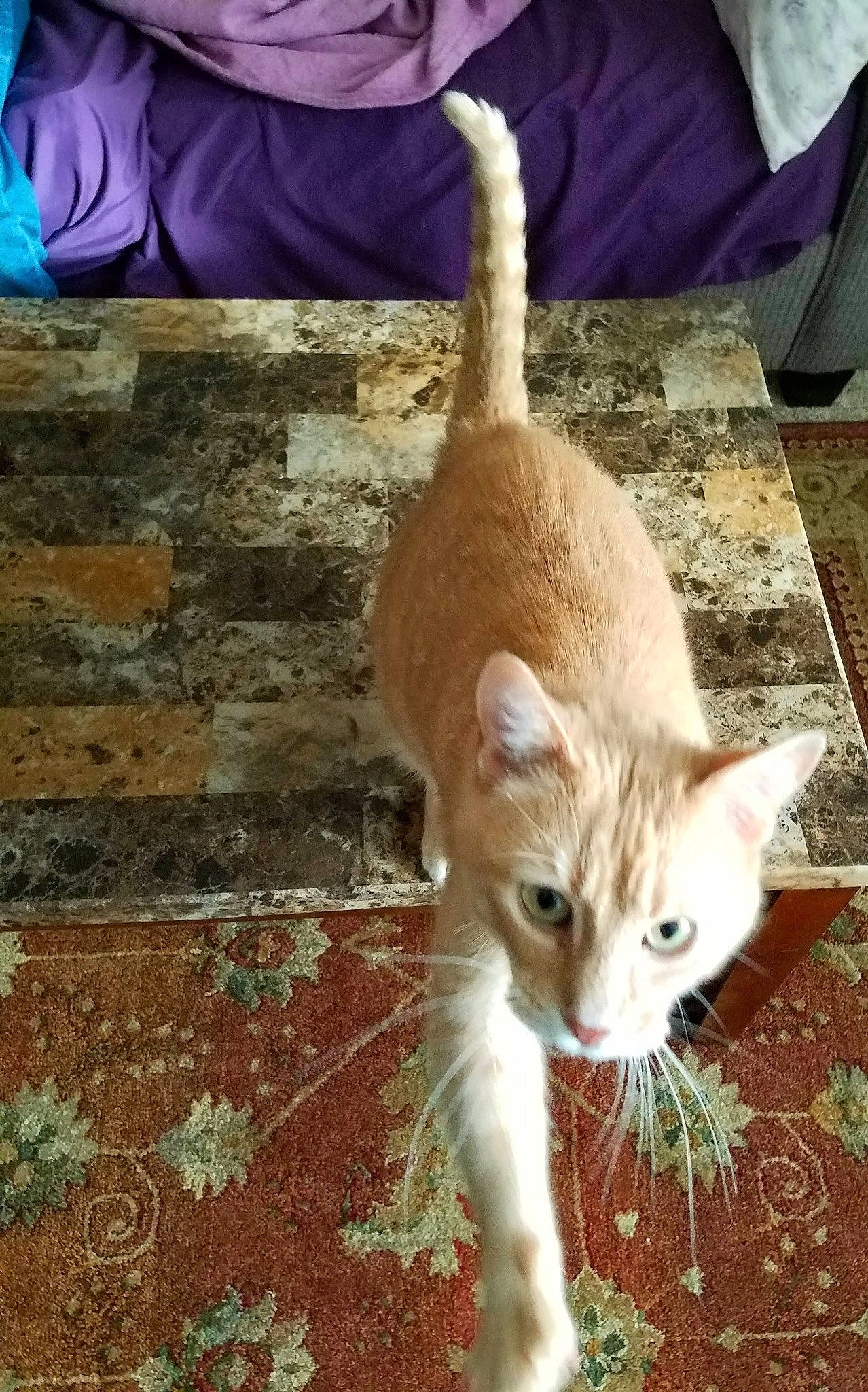 Malley is registered to the contest to win money with this photo: blue, carnivore, cat, claw, domestic_short_haired_cat, fawn, felidae, flooring, fur, grass, green, paw, photograph, small_to_medium_sized_cats, snout, tail, terrestrial_animal, whiskers, wildlife, wood