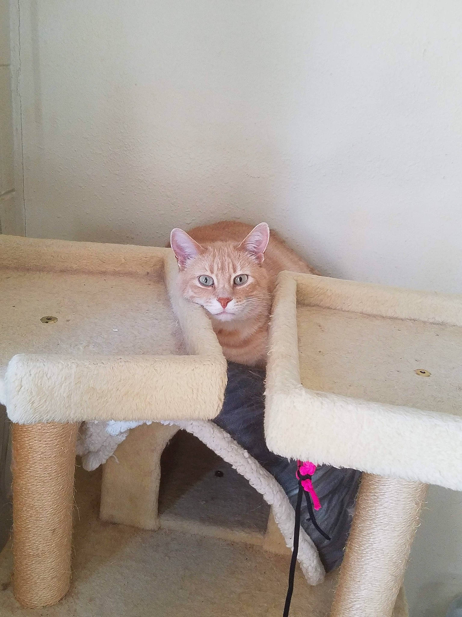 Malley is registered to the contest to win money with this photo: beige, bench, carnivore, cat, chair, comfort, eye, fawn, felidae, furniture, glasses, hardwood, leg, pet_supply, small_to_medium_sized_cats, snout, tail, whiskers, window, wood