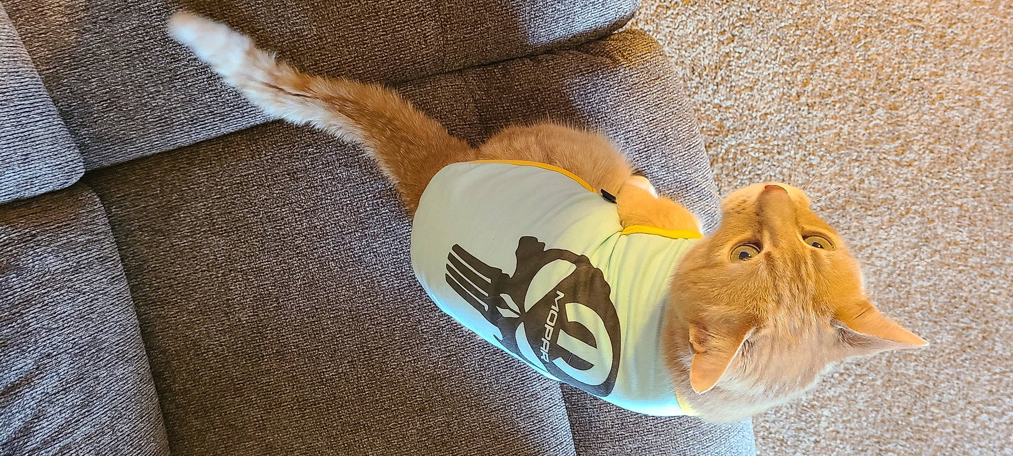 Malley joined the competition — help win amazing prizes! cat, comfort, domestic_short_haired_cat, fawn, felidae, flooring, fur, hardwood, human_leg, linens, rodent, small_to_medium_sized_cats, stuffed_toy, tail, textile, thread, vertebrate, whiskers, wood