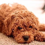 Max is registered to the contest to win money with this photo: adorable, animal, brown, carpet, close_up, companion, curly_fur, cute, dog, face, fluffy, fur_texture, indoors, lying_down, mammal, nose, paw, pet, relaxed, sleepy