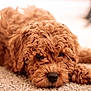 adorable, animal, brown, carpet, close_up, companion, curly_fur, cute, dog, face, fluffy, fur_texture, indoors, lying_down, mammal, nose, paw, pet, relaxed, sleepy