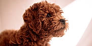 Max joined the competition — help win amazing prizes! adorable, animal, brown_fur, close_up, companion, curious, curly_fur, cute, dog, domestic_animal, fluffy, friendly, furry, indoor, looking_away, mammal, pet, portrait, puppy, soft_light