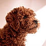 adorable, animal, brown_fur, close_up, companion, curious, curly_fur, cute, dog, domestic_animal, fluffy, friendly, furry, indoor, looking_away, mammal, pet, portrait, puppy, soft_light