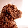 Max joined the competition — help win amazing prizes! animal, brown, calm, closeup, companion, cozy, curly_fur, cute, dog, domestic_animal, fluffy, furry, indoor, mammal, pet, portrait, profile, side_view, soft_light, warm_tone