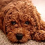 Max joined the competition — help win amazing prizes! adorable, animal, brown_fur, carpet, close_up, companion, curly_fur, cute, dog, eyes, face, fur, indoor, lying_down, mammal, nose, pet, puppy, relaxed, soft_light
