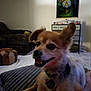 Rocky joined the competition — help win amazing prizes! dog, pet, indoor, blanket, couch, furniture, decor, painting, animal, canine, collar, happy, ears, living_room, carpet, ottoman, smile, fur, small_dog, cozy