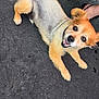 Rocky is registered to the contest to win money with this photo: dog, small_dog, happy, smiling, pavement, outdoor, footwear, sandal, pet, leash, fur, brown_fur, black_nose, animal, companion, friendly, looking_up, closeup, paw, person