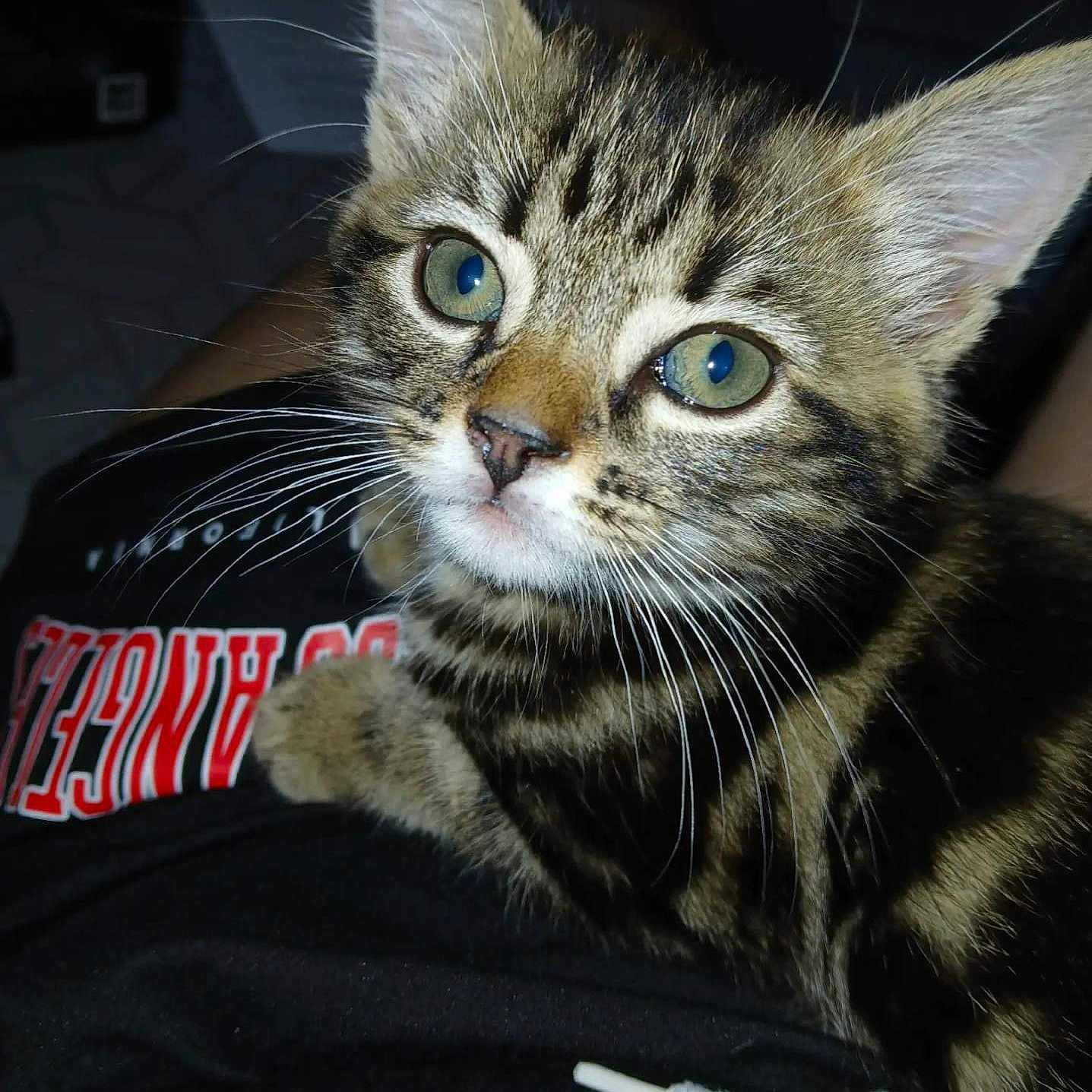 Baya a rejoint le concours — aidez-le/la à gagner de superbes lots ! kitten, cat, tabby, close_up, green_eyes, whiskers, pet, animal, cute, feline, indoor, young, fur, portrait, looking, resting, human_lap, clothing, text, black_background