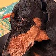 Lidzy a rejoint le concours — aidez-le/la à gagner de superbes lots ! animal, black_fur, calm, close_up, colorful_background, cute, dachshund, dog, ear, eye, focused, furry, indoor, leaf_pattern, pet, portrait, side_view, snout, tan_fur, whiskers