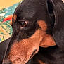 animal, black_fur, calm, close_up, colorful_background, cute, dachshund, dog, ear, eye, focused, furry, indoor, leaf_pattern, pet, portrait, side_view, snout, tan_fur, whiskers