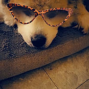 Bubby is registered to the contest to win money with this photo: dog, sleeping, sunglasses, leopard_print, blanket, cozy, fur, pet, indoor, floor, tile, resting, cute, animal, eyewear, accessory, relaxed, soft, closeup, napping