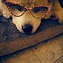 dog, sleeping, sunglasses, leopard_print, blanket, cozy, fur, pet, indoor, floor, tile, resting, cute, animal, eyewear, accessory, relaxed, soft, closeup, napping