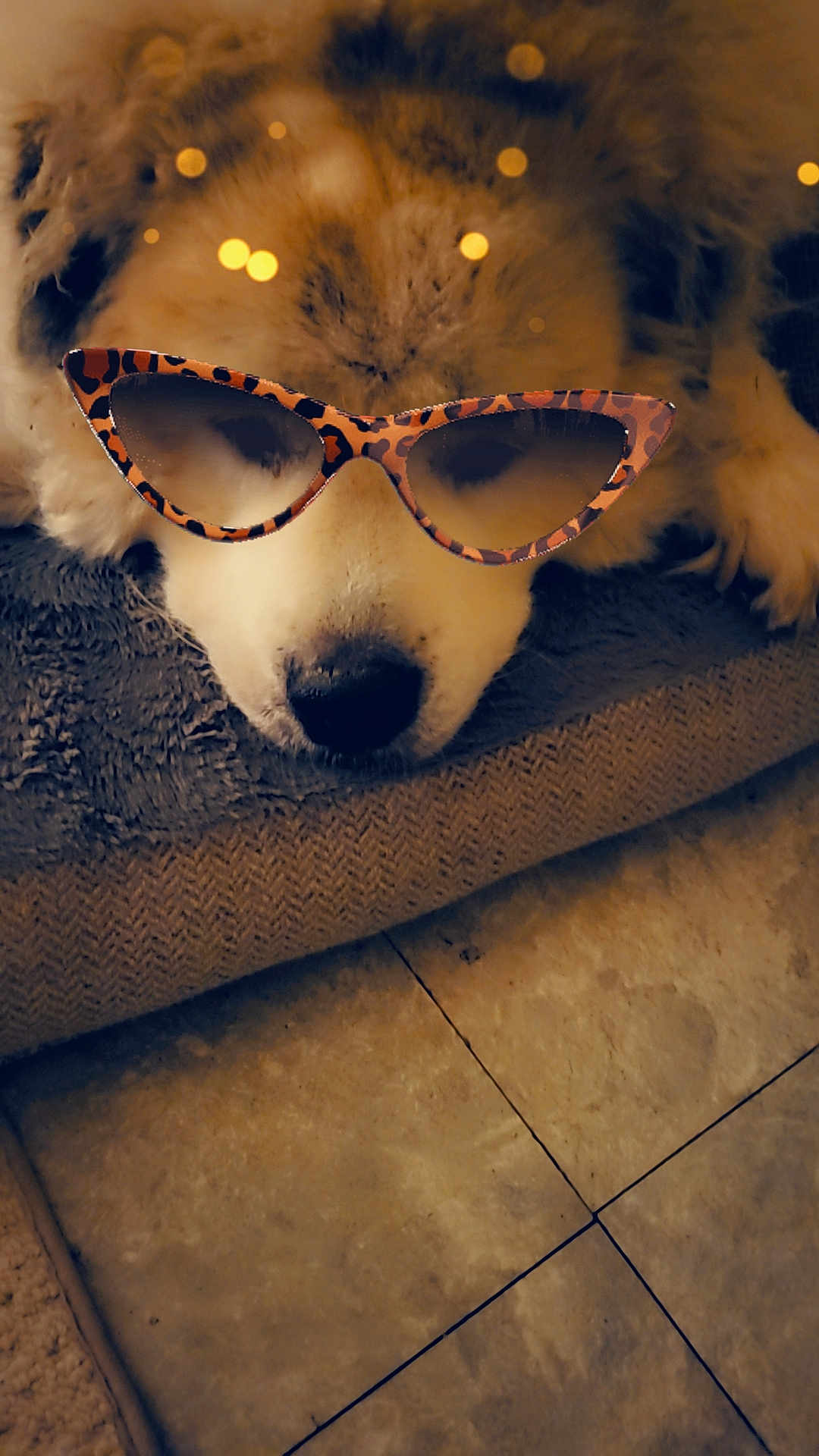 Bubby is registered to the contest to win money with this photo: dog, sleeping, sunglasses, leopard_print, blanket, cozy, fur, pet, indoor, floor, tile, resting, cute, animal, eyewear, accessory, relaxed, soft, closeup, napping