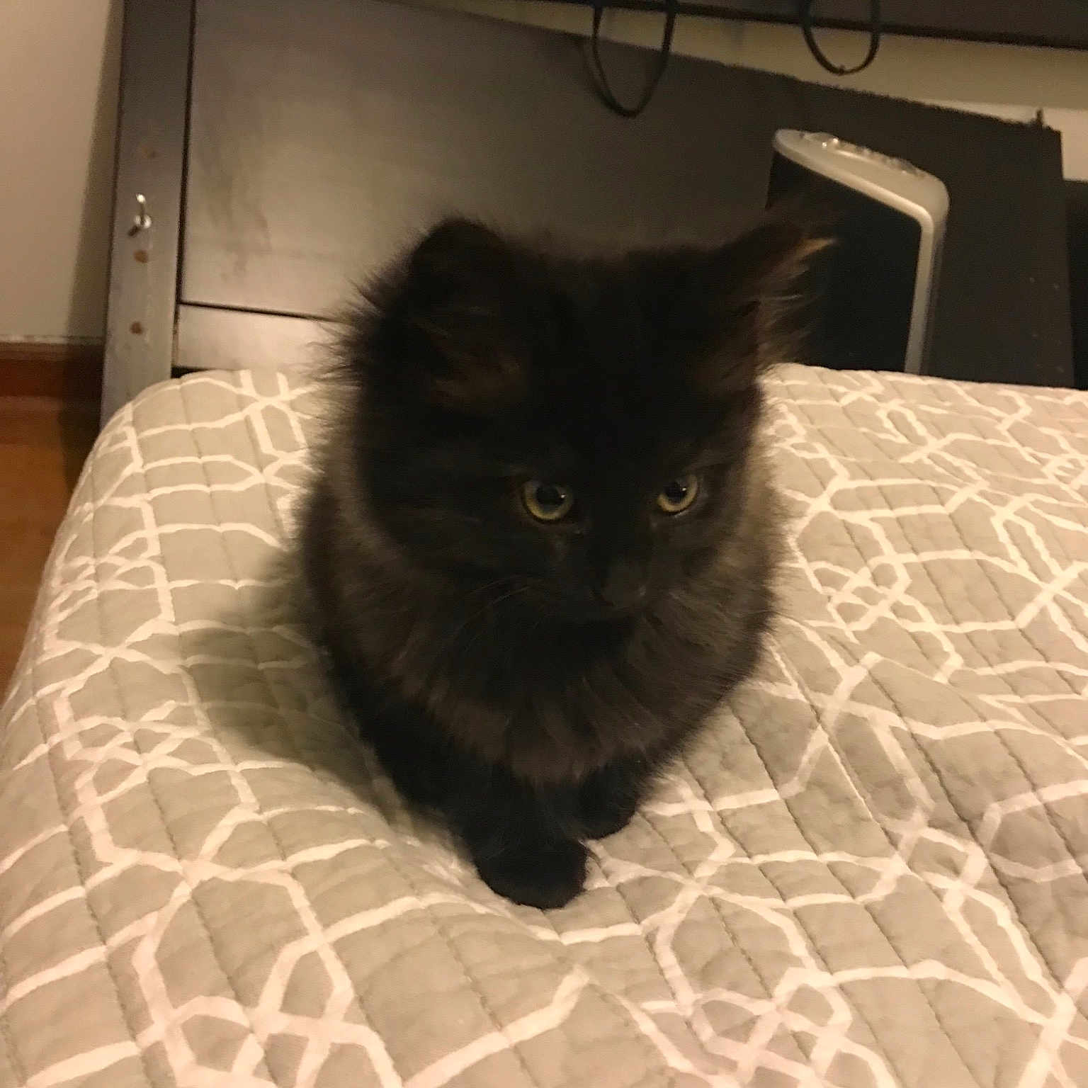 Ash is registered to the contest to win money with this photo: asian_semi_longhair, black, black_cat, british_longhair, british_semi_longhair, carnivore, cat, domestic_long_haired_cat, domestic_short_haired_cat, eye, fawn, felidae, fur, kitten, mammal, persian, small_to_medium_sized_cats, snout, vertebrate, whiskers