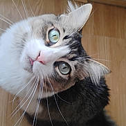 Cookie joined the competition — help win amazing prizes! animal, blue_eyes, cat, close_up, curious, cute, domestic_animal, ears, feline, floor, fur, indoor, looking_up, nose, pet, pink_nose, portrait, tabby, tail, whiskers