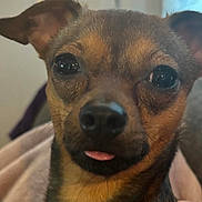 Anne joined the competition — help win amazing prizes! dog, chihuahua, pet, tongue_out, close_up, portrait, big_eyes, nose, whiskers, ears, fur, indoor, blanket, cute, small_dog, muzzle, brown_fur, sleepy, domestic, companion