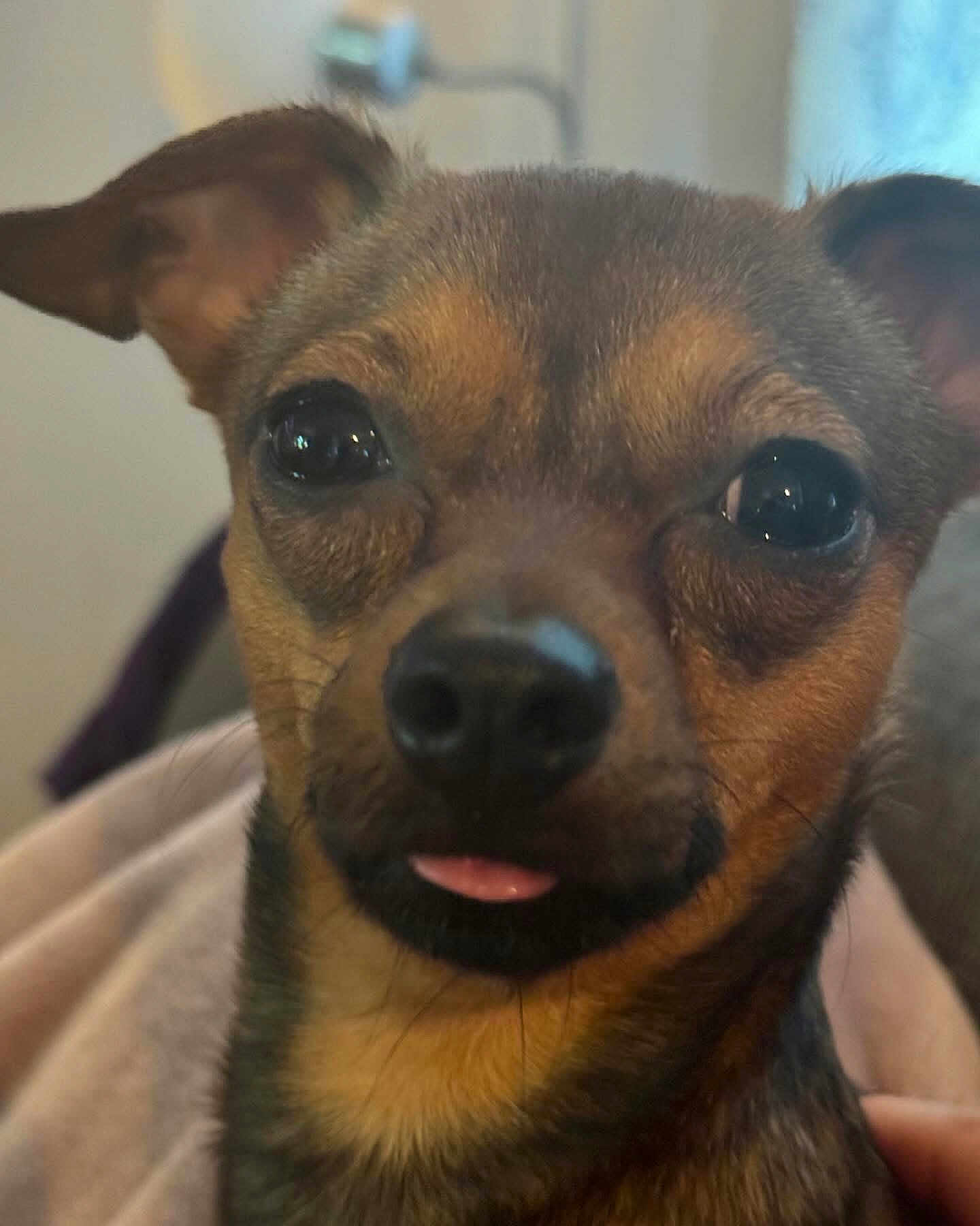 Anne joined the competition — help win amazing prizes! dog, chihuahua, pet, tongue_out, close_up, portrait, big_eyes, nose, whiskers, ears, fur, indoor, blanket, cute, small_dog, muzzle, brown_fur, sleepy, domestic, companion