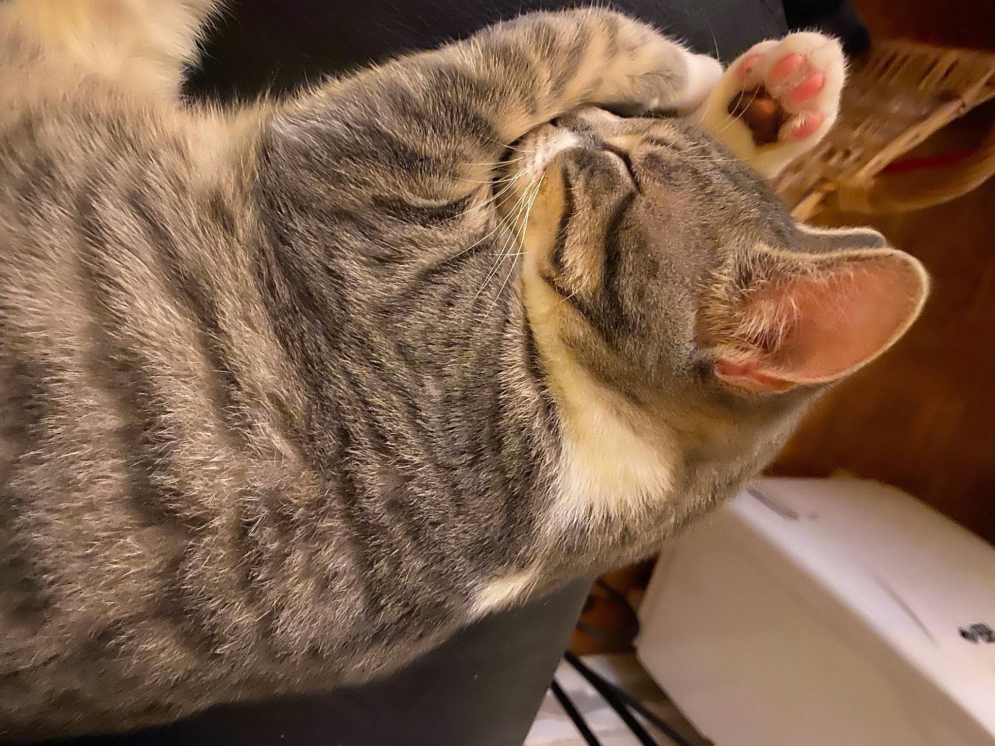 Kiwie participe au concours pour gagner de l'argent avec cette photo : carnivore, cat, claw, domestic_short_haired_cat, ear, fang, fawn, felidae, fur, grass, livestock, nap, paw, small_to_medium_sized_cats, snout, tail, terrestrial_animal, whiskers, wildlife, wrinkle