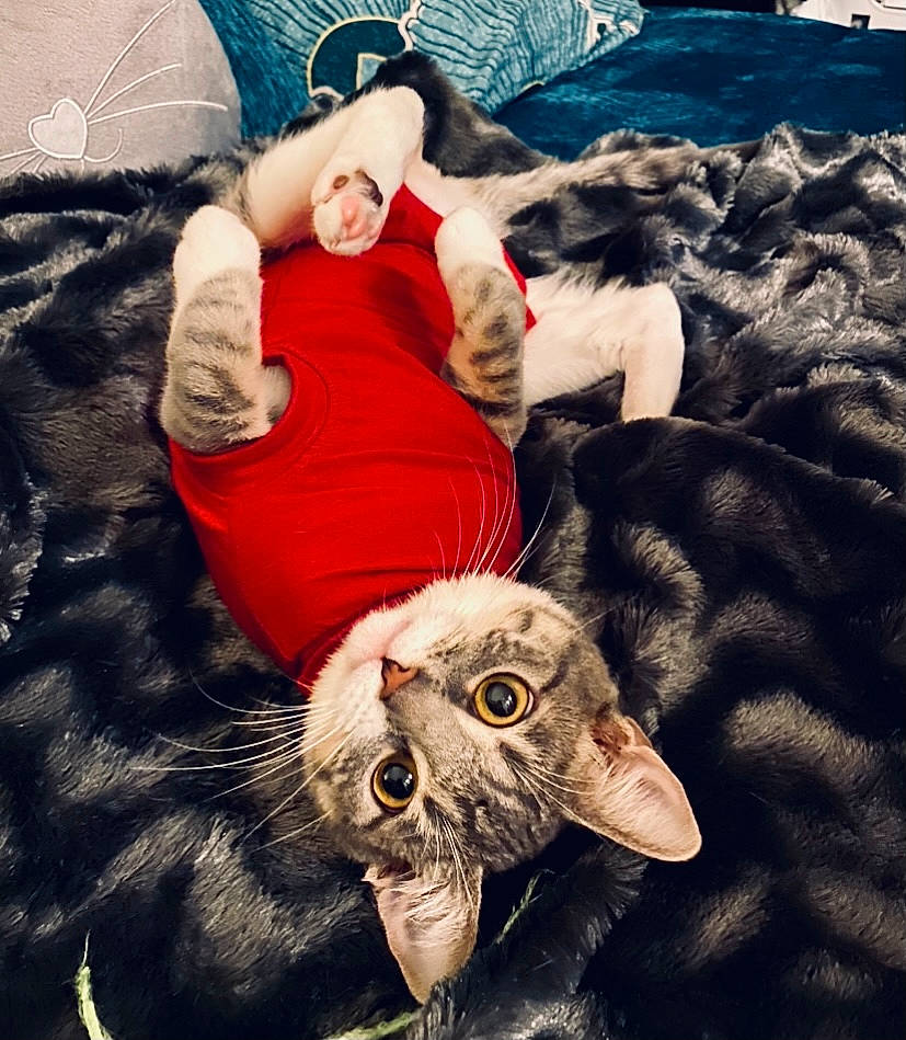 Kiwie a rejoint le concours — aidez-le/la à gagner de superbes lots ! blue, canidae, carnivore, cat, comfort, companion_dog, domestic_short_haired_cat, felidae, fur, happy, lap, linens, mammal, paw, photograph, small_to_medium_sized_cats, snapshot, sporting_group, tail, whiskers