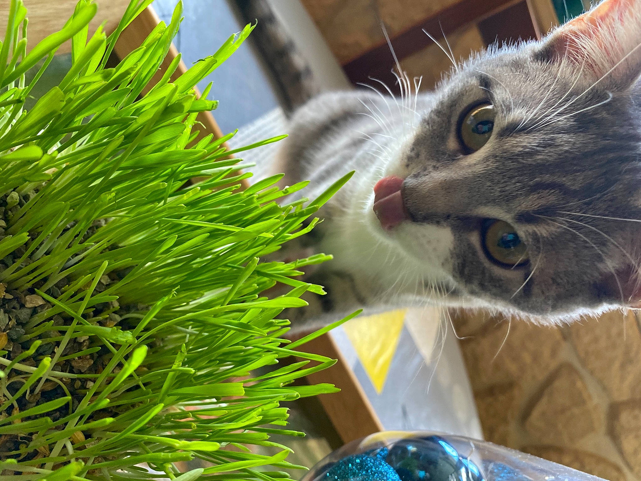 Kiwie a rejoint le concours — aidez-le/la à gagner de superbes lots ! animal_shelter, arecales, blue, carnivore, cat, domestic_short_haired_cat, electric_blue, felidae, flowerpot, fur, grass, groundcover, herb, houseplant, plant, small_to_medium_sized_cats, terrestrial_plant, tree, wheatgrass, whiskers