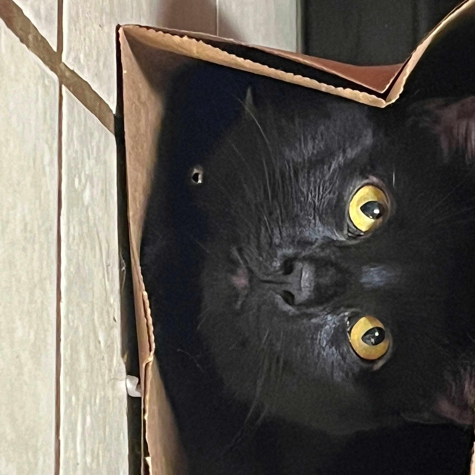 Grimm is registered to the contest to win money with this photo: art, black_cat, bombay, carnivore, cat, domestic_short_haired_cat, eye, felidae, fur, hardwood, head, metal, small_to_medium_sized_cats, snout, whiskers, window, wood