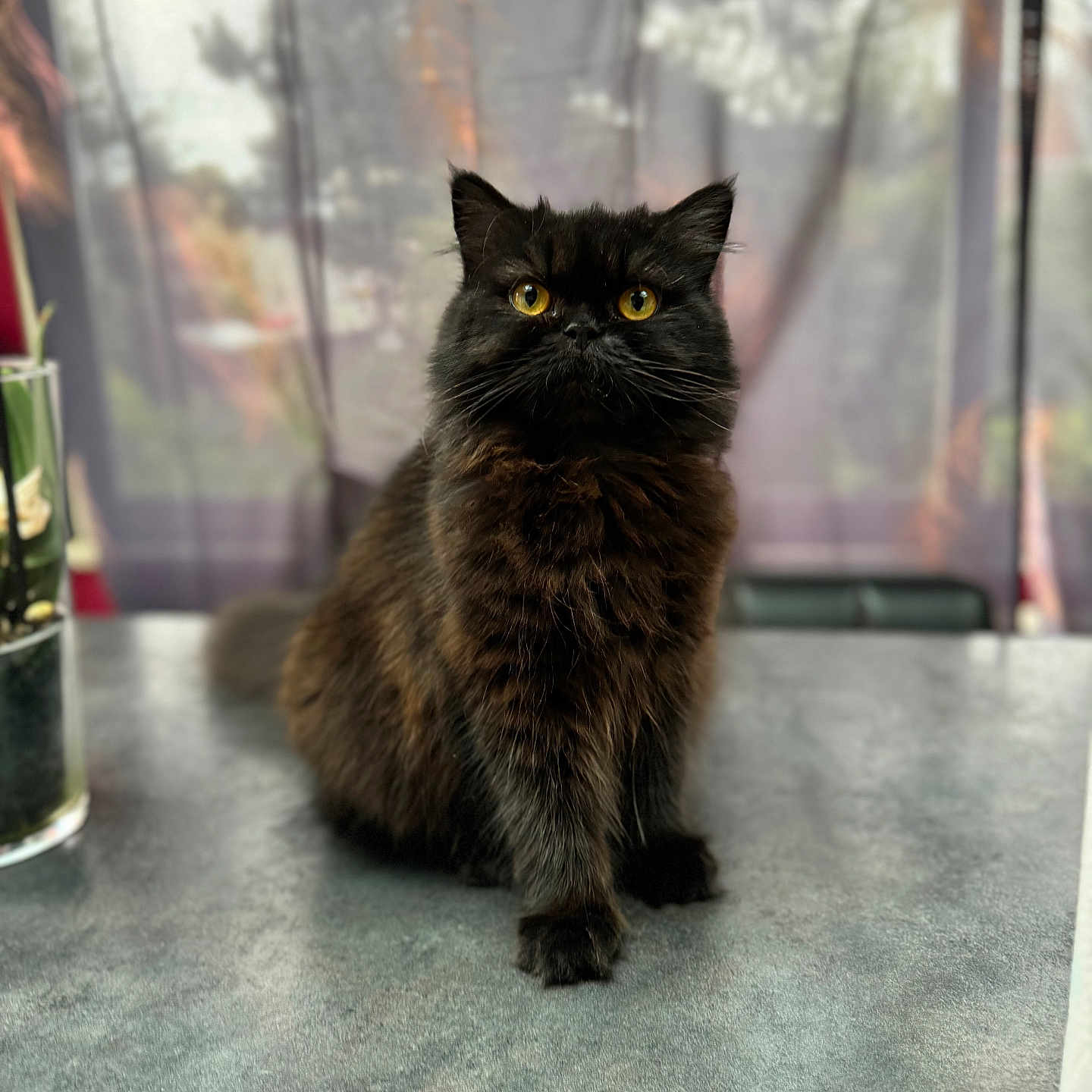 Isis a rejoint le concours — aidez-le/la à gagner de superbes lots ! abyssinian, animal, blackcat, cat, hardwood, kitten, manx, pet, wood