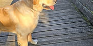Vador participe au concours pour gagner de l'argent avec cette photo : dog, golden_retriever, bridge, wooden, outdoor, sunlight, shadow, tongue_out, pet, animal, canine, walkway, nature, daylight, fence, planks, happy, standing, muzzle, ears