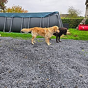 Vador participe au concours pour gagner de l'argent avec cette photo : dog, golden_retriever, chocolate_labrador, gravel, backyard, above_ground_pool, playhouse, grass, tree, hedge, car, outdoor, pet, animal, cloudy, daytime, fence, wood, toy, nature