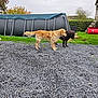 dog, golden_retriever, chocolate_labrador, gravel, backyard, above_ground_pool, playhouse, grass, tree, hedge, car, outdoor, pet, animal, cloudy, daytime, fence, wood, toy, nature