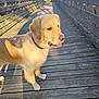 dog, golden_retriever, bridge, wooden_bridge, outdoor, sunlight, tongue_out, pet, animal, nature, canine, happy, leash, collar, walking, daylight, shadow, fur, muzzle, paw
