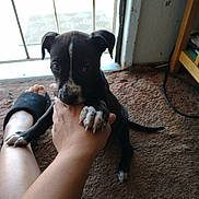 Dixie is registered to the contest to win money with this photo: puppy, dog, black_and_white, carpet, hand, foot, slipper, indoor, door, person, pet, playing, nibbling, paw, curious, young, animal, furniture, floor, light