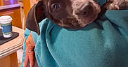 Dixie joined the competition — help win amazing prizes! puppy, dog, person, indoor, holding, affection, teal_sweatshirt, kitchen, cup, shelf, warm_lighting, face, closeup, pet, love, cozy, home, expression, animal, cute