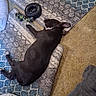 Dixie is registered to the contest to win money with this photo: dog, black_dog, lying_down, rug, toy, indoor, carpet, shoe, pet, resting, furniture, floor, animal, cozy, domestic, relaxation, paw, ear, sleeping, home