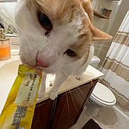 Ollie is registered to the contest to win money with this photo: cat, orange_and_white, pet, bathroom, counter, toilet, shower_curtain, packet, human_hand, blue_nails, curious, close_up, indoor, floor_mat, cabinet, white_sink, whiskers, pink_nose, feline, domestic