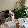 birthday, black_chair, candle, cat, celebration, chair, cozy, cupcake, cute, green_plant, indoor, light, orange_cat, party_hat, pet, plant, potted_plant, table, tablecloth, white_cat