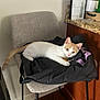Ollie is registered to the contest to win money with this photo: cat, kitten, chair, jacket, indoor, pet, feline, orange, white, curious, floor, wood_floor, countertop, plant, decor, sign, domestic_animal, resting, looking, collar