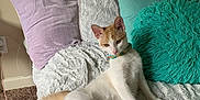Ollie is registered to the contest to win money with this photo: cat, feline, pet, collar, couch, blanket, pillow, indoor, relaxed, fur, white, orange, carpet, home, cozy, resting, furniture, living_room, cute, animal